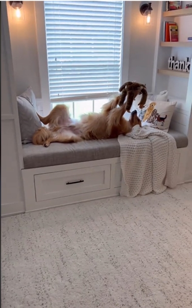 豪快な姿のワンコ