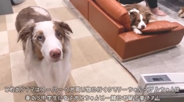 ママを見つめるワンコ