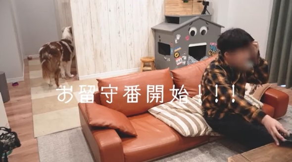 玄関を見つめるワンコ