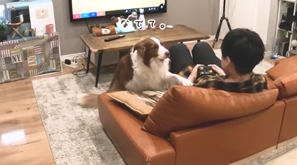 男の子に甘えるワンコ