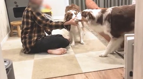 おもちゃで遊ぶワンコ