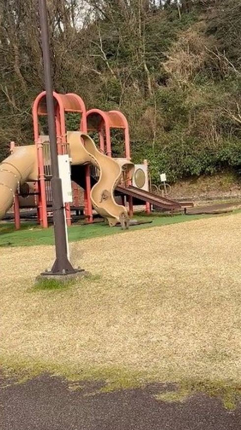 サル出没 遊具
