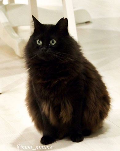 ふわもこ猫がお風呂でぺたんこ