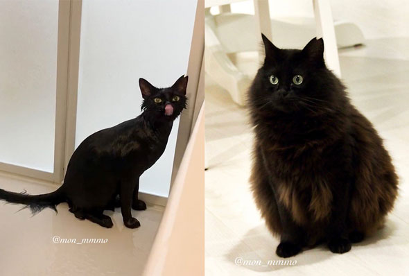 ふわもこ猫がお風呂でぺたんこ