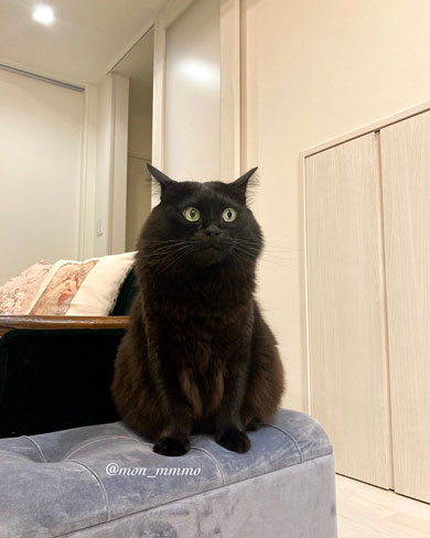 毎日風呂に入る人間が理解できない猫