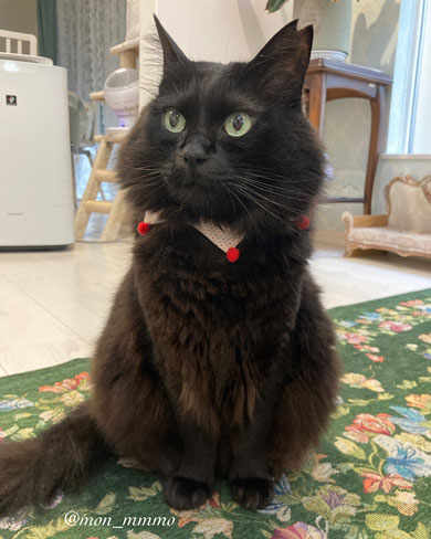 頬毛がかわいい猫