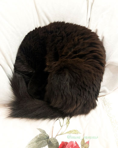 黒いアンモニャイト