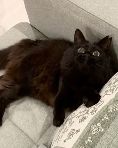 キラキラおめめの猫