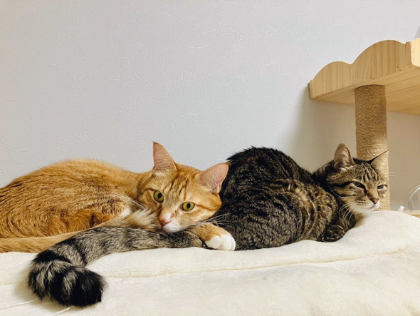 キジ猫のしっぽに茶トラ