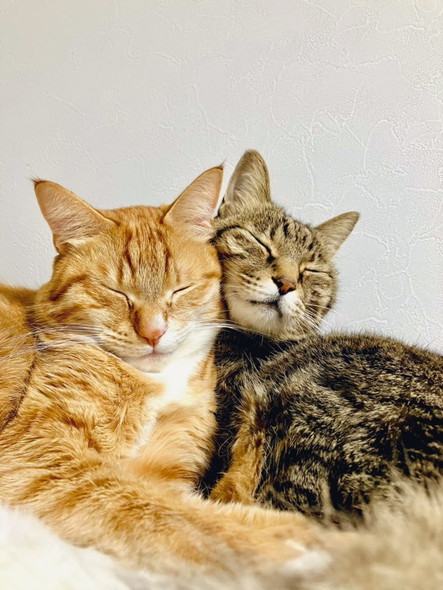 ほっぺたくっつける猫たち