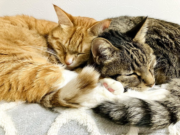 寄り添って寝る猫たち