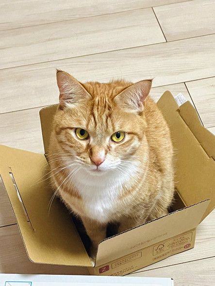 箱に入る猫