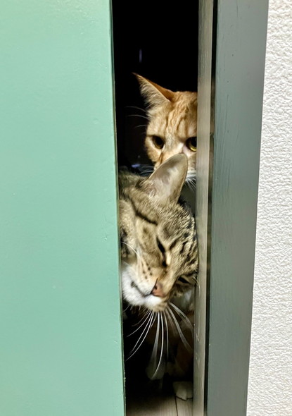 ドアの隙間から猫