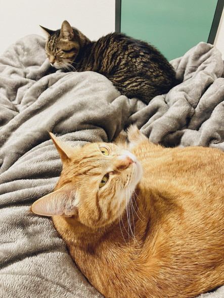 布団に集まる猫たち