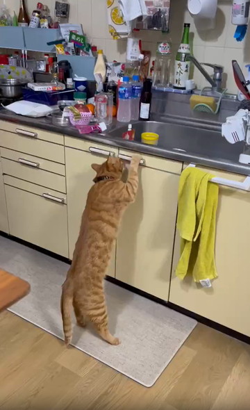 猫