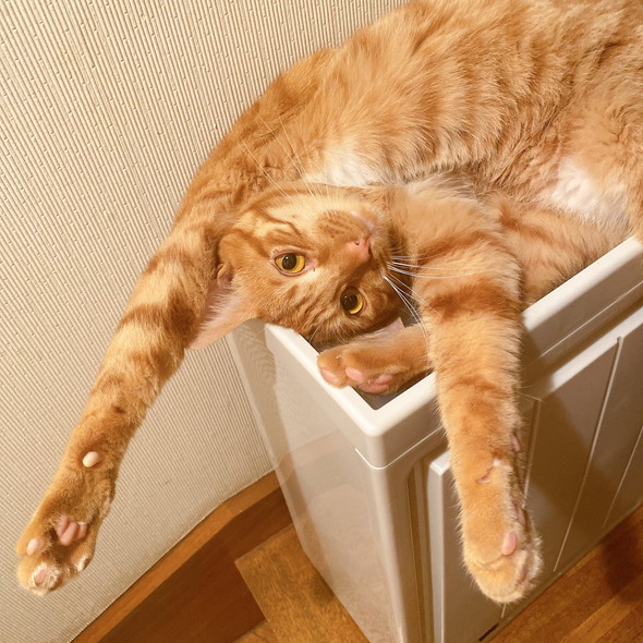 バンザイする猫ちゃん