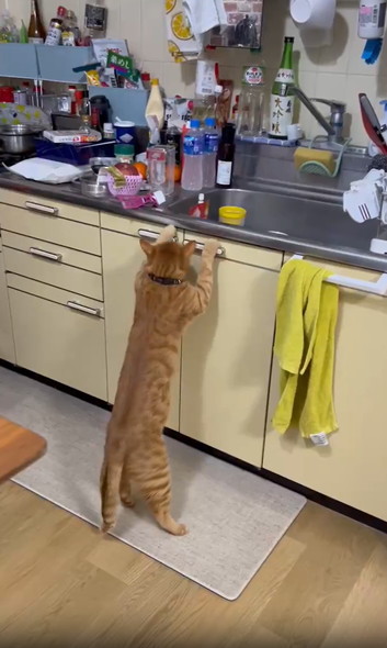 扉あける猫ちゃん