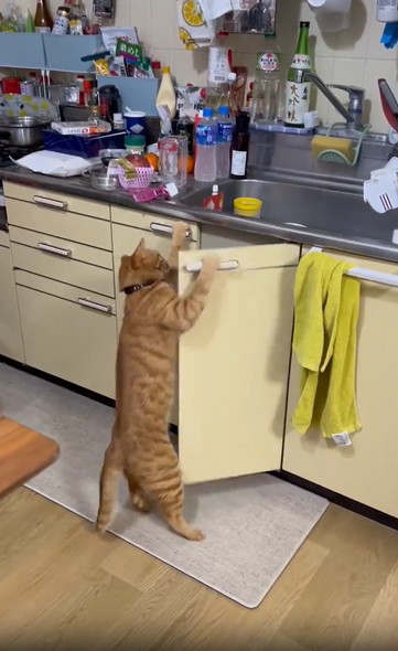 扉あける猫ちゃん