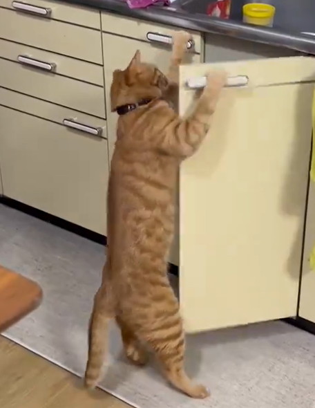 扉あける猫ちゃん