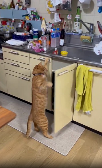 扉あける猫ちゃん