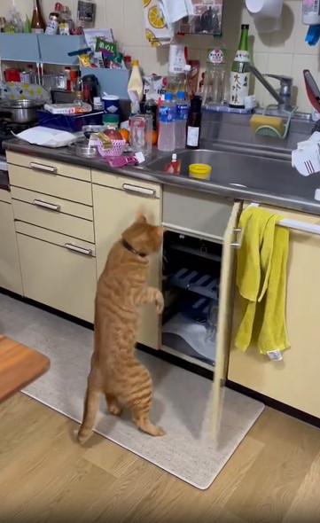 扉あける猫ちゃん