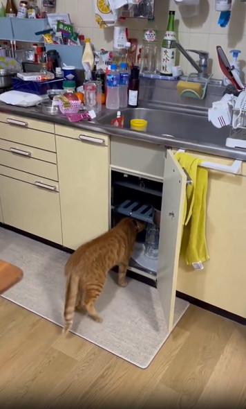 扉あける猫ちゃん