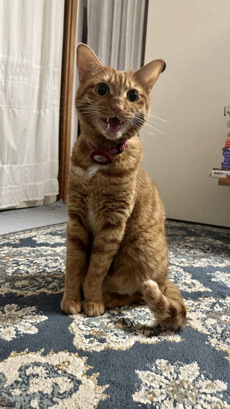 鳴いてる猫ちゃん