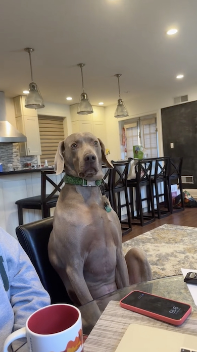 いい姿勢で座る犬