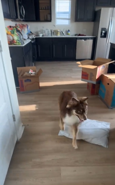 嬉しそうに走るワンコ