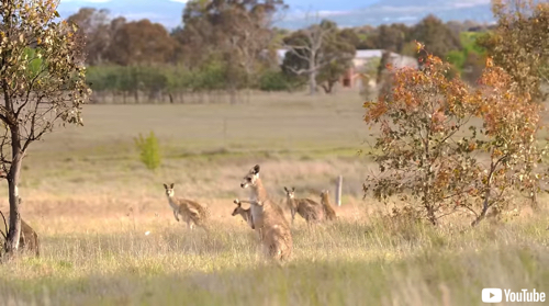 研究発表をダンスで表現