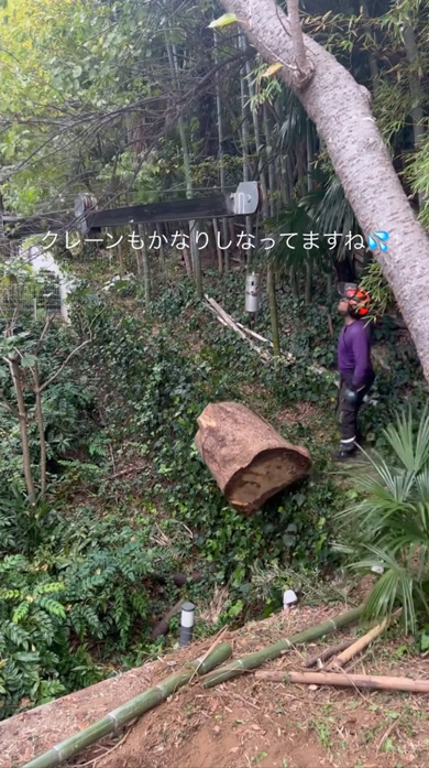 狭い 場所 搬出 木 クスノキ 特殊 伐採 3トンレッカー クレーン プロ 作業 陽庭