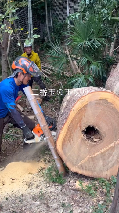 狭い 場所 搬出 木 クスノキ 特殊 伐採 3トンレッカー クレーン プロ 作業 陽庭