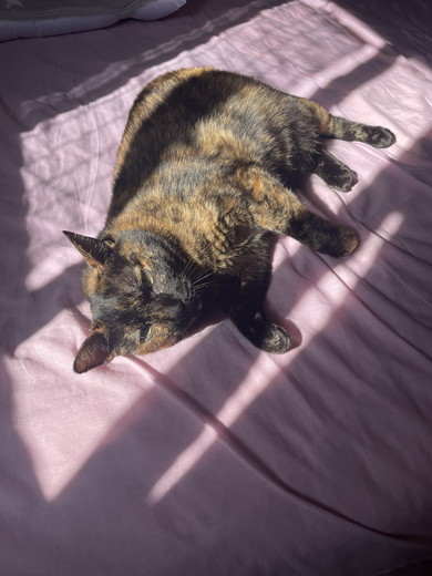 ベッドの上でまどろむ猫ちゃん