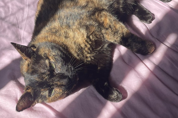 ベッドの上でまどろむ猫ちゃん