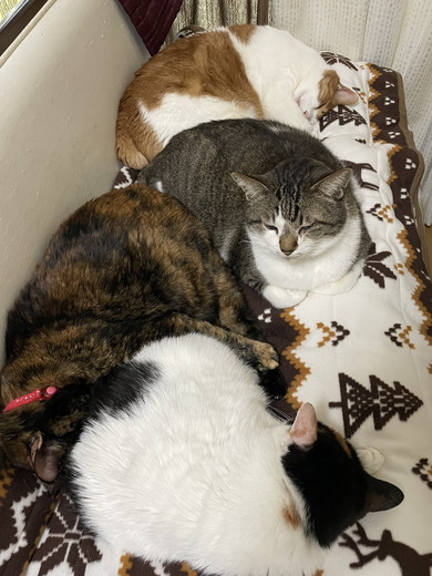 4匹の眠る猫ちゃん