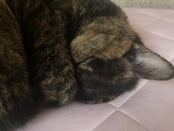 顔を隠して眠る猫ちゃん