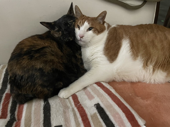 くっついてくつろぐ2匹の猫ちゃん