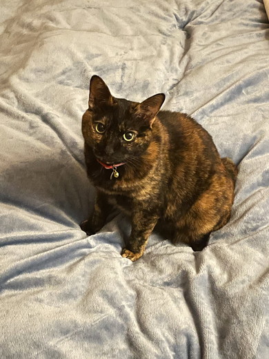 見上げる猫ちゃん