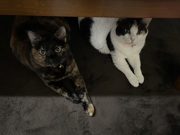 見上げる2匹の猫ちゃん