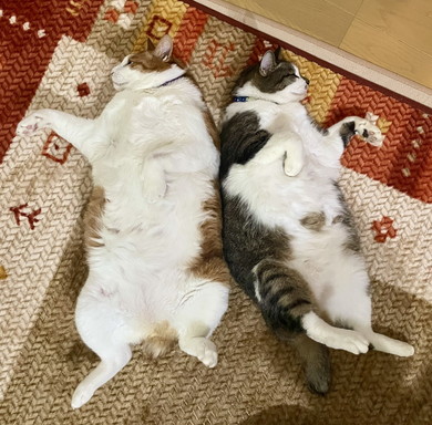 あおむけでくつろぐ2匹の猫ちゃん