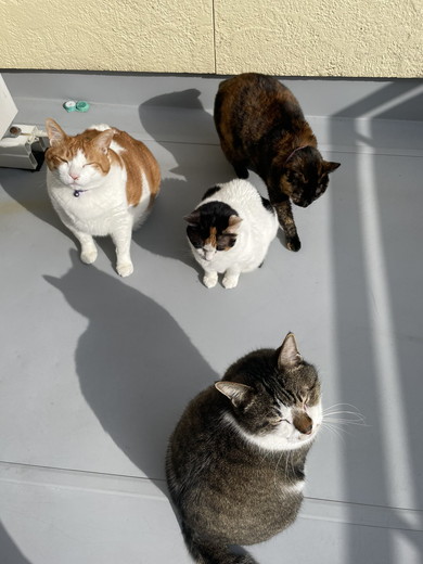 4匹の猫ちゃん