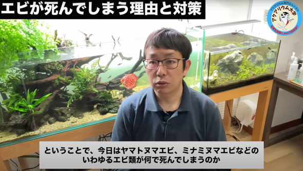 水槽のエビがすぐに死んでしまう原因