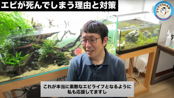 水槽のエビがすぐに死んでしまう原因