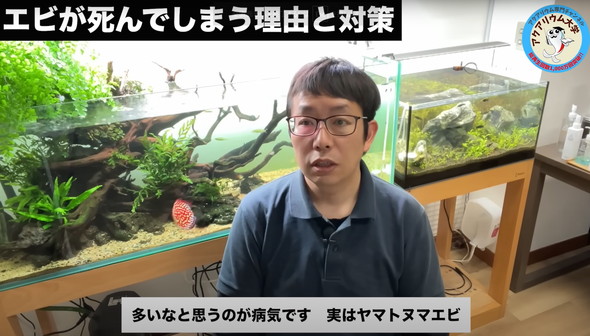 水槽のエビがすぐに死んでしまう原因