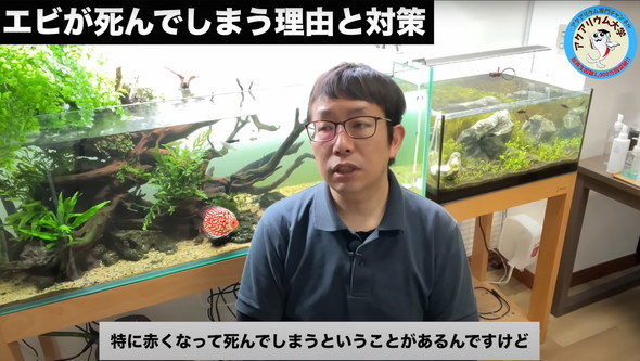 水槽のエビがすぐに死んでしまう原因