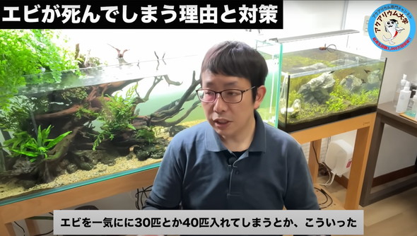 水槽のエビがすぐに死んでしまう原因