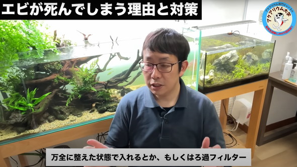 水槽のエビがすぐに死んでしまう原因