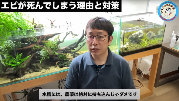 水槽のエビがすぐに死んでしまう原因