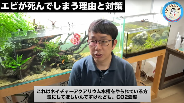 水槽のエビがすぐに死んでしまう原因