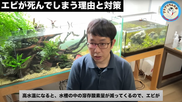 水槽のエビがすぐに死んでしまう原因